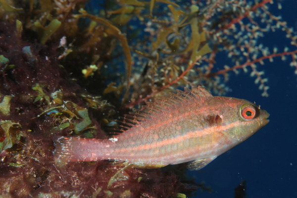 Parrotfish - Redband Parrotfish