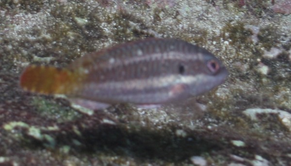 Parrotfish - Redband Parrotfish