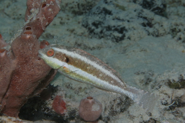 Parrotfish - Redband Parrotfish Parrotfish - Redband Parrotfish