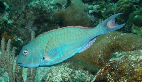 Redtail Parrotfish - Sparisoma chrysopterum