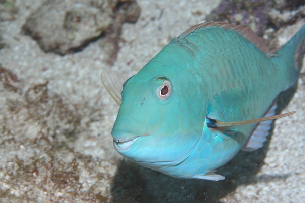 Parrotfish - Redtail Parrotfish