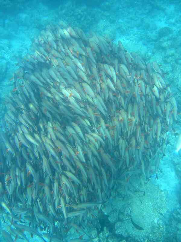 Humpback Snapper