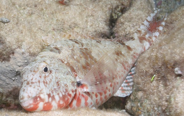 Parrotfish - Redtail Parrotfish