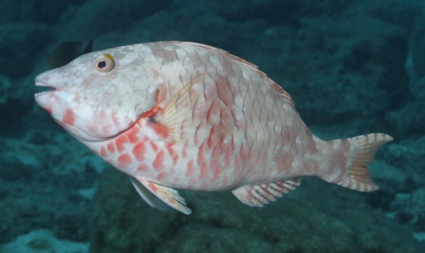 Redtail Parrotfish - Sparisoma chrysopterum