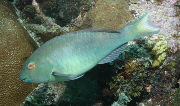 Yellowtail Parrotfish - Sparisoma rubripinne