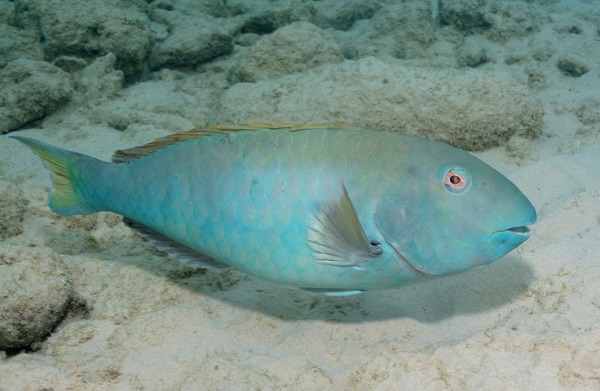 Parrotfish - Yellowtail Parrotfish