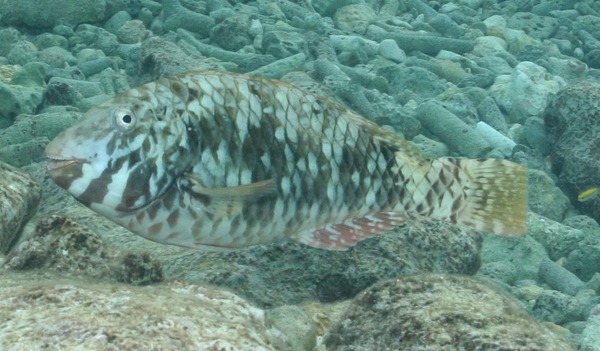 Yellowtail Parrotfish - Sparisoma rubripinne