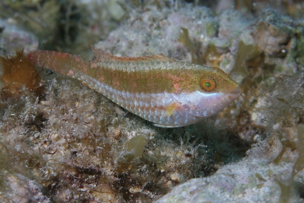 Greenblotch Parrotfish - Sparisoma atomarium