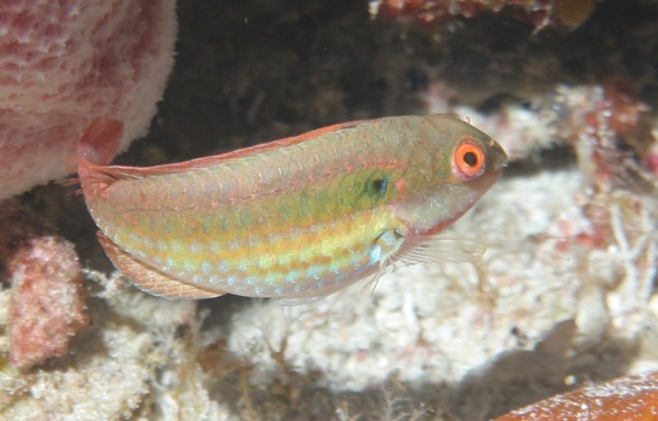 Parrotfish - Greenblotch Parrotfish