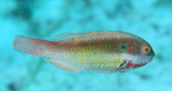 Parrotfish - Greenblotch Parrotfish