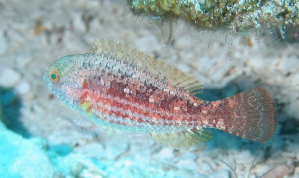 Greenblotch Parrotfish - Sparisoma atomarium