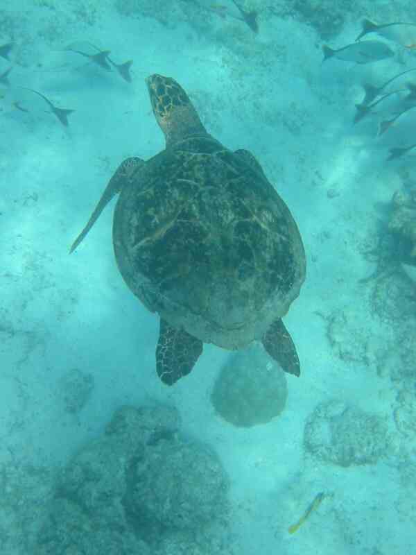 Turtle - Hawksbill Turtle