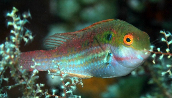 Parrotfish - Greenblotch Parrotfish