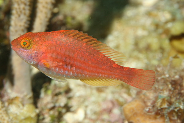 Greenblotch Parrotfish - Sparisoma atomarium