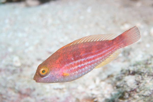 Parrotfish - Greenblotch Parrotfish