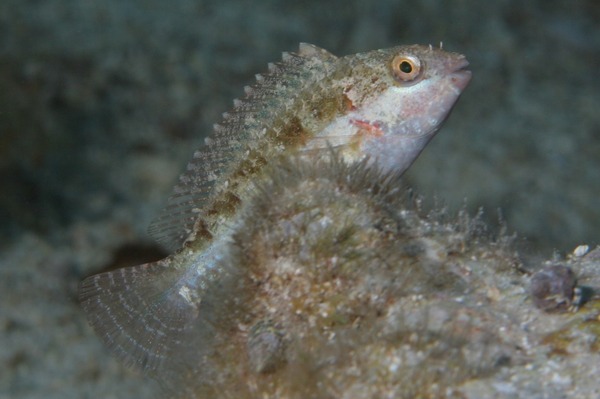 Bucktooth Parrotfish - Sparisoma radians