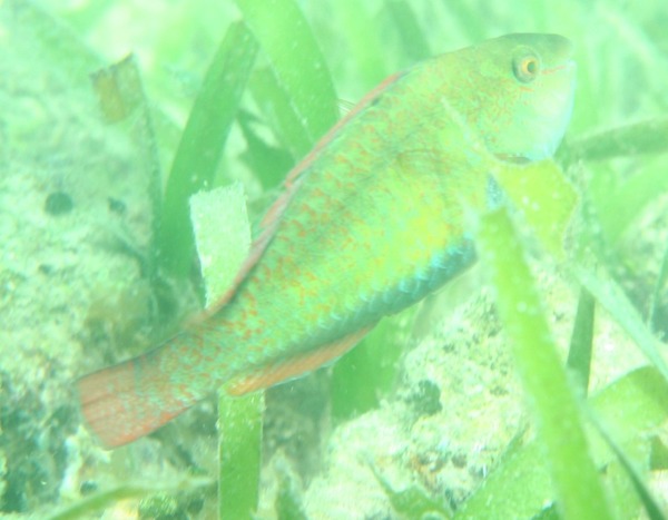 Parrotfish - Bucktooth Parrotfish