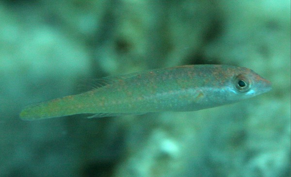 Parrotfish - Bluelip parrotfish