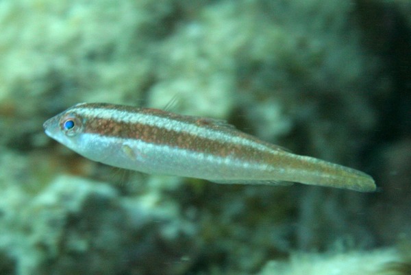 Parrotfish - Bluelip parrotfish