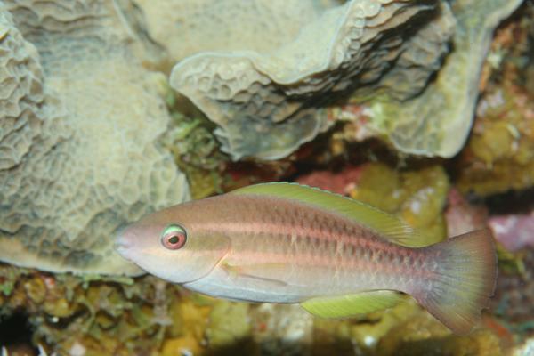 Parrotfish - Princess Parrotfish