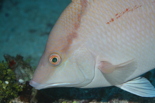 Hogfish - Hogfish