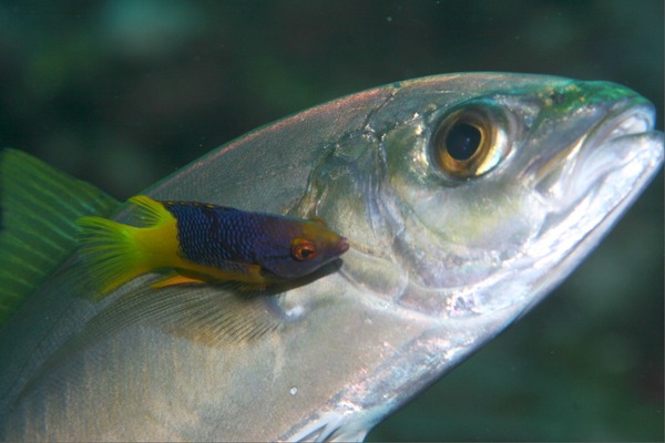 Hogfish - Spanish Hogfish