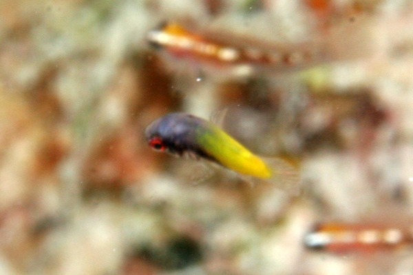 Hogfish - Spanish Hogfish Hogfish - Spanish Hogfish