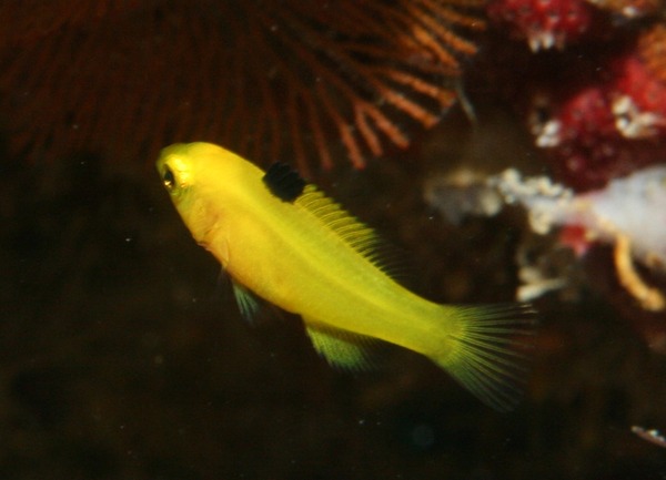 Hogfish - Spotfin hogfish