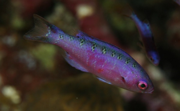 Creole Wrasse - Clepticus parrae