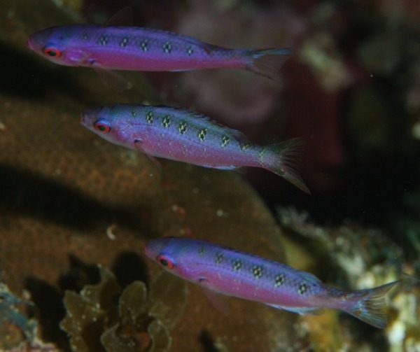 Wrasse - Creole Wrasse