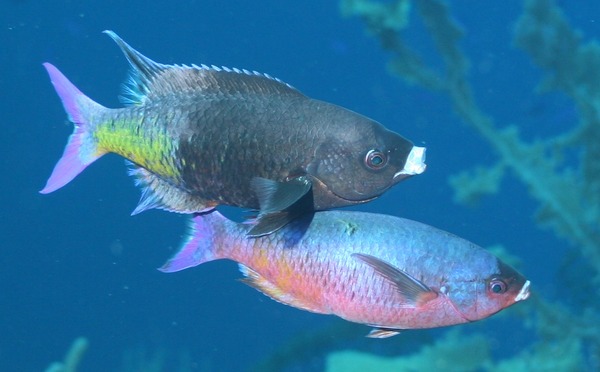 Wrasse - Creole Wrasse