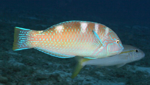 Wrasse - Puddingwife