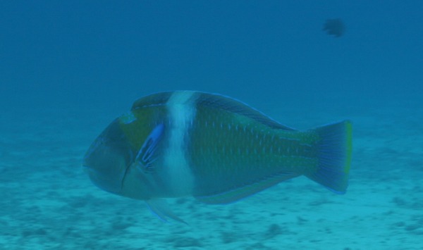 Wrasse - Puddingwife