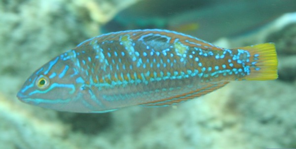 Wrasse - Puddingwife