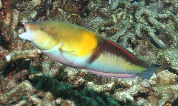 Wrasse - Yellowhead Wrasse