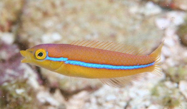 Wrasse - Yellowhead Wrasse