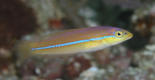 Wrasse - Yellowhead Wrasse