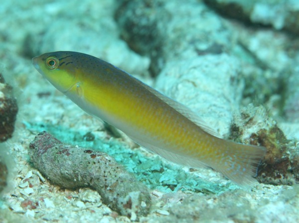 Wrasse - Yellowhead Wrasse