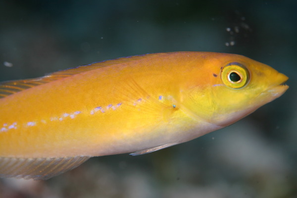 Wrasse - Yellowhead Wrasse