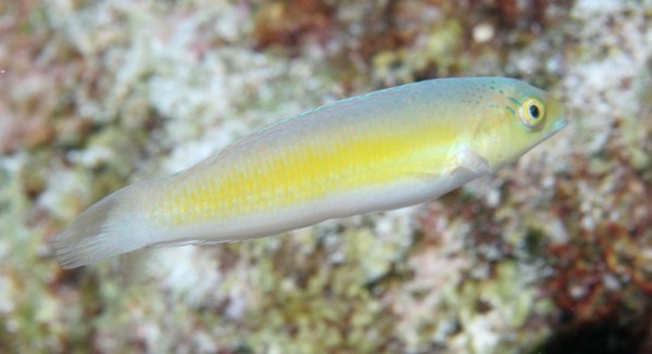 Wrasse - Yellowhead Wrasse