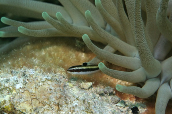 Wrasse - Bluehead Wrasse