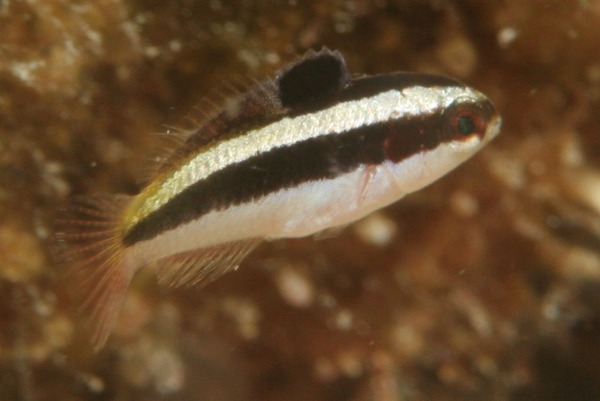 Bluehead Wrasse - Thalassoma bifasciatum