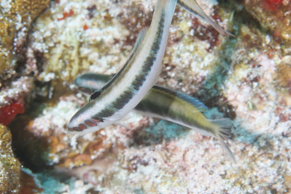 Wrasse - Bluehead Wrasse Wrasse - Bluehead Wrasse