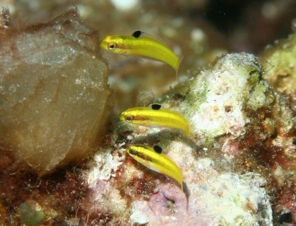 Wrasse - Bluehead Wrasse