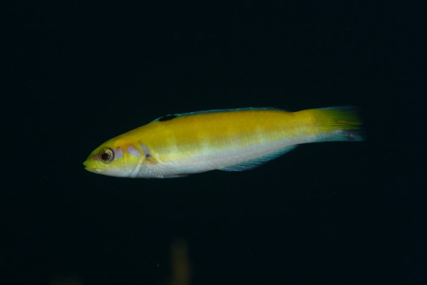 Bluehead Wrasse - Thalassoma bifasciatum