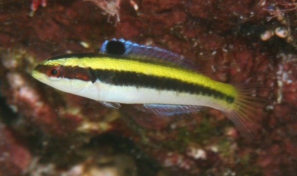 Wrasse - Bluehead Wrasse