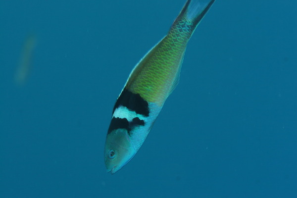 Wrasse - Bluehead Wrasse