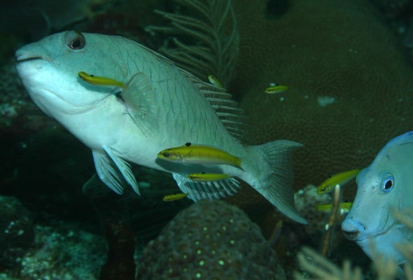 Wrasse - Bluehead Wrasse