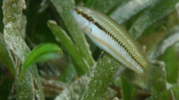 Slippery Dick - Halichoeres bivittatus