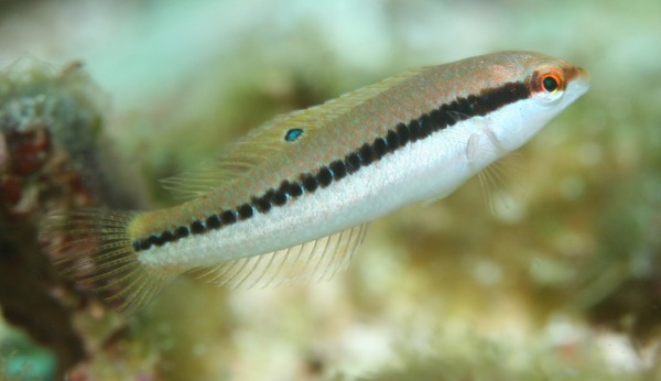 Wrasse - Slippery Dick